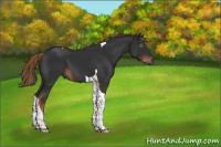 Horse Color:Gray Liver Chestnut Tobiano