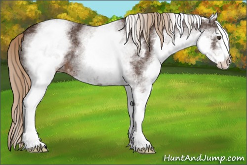 Horse Color:White Spotted Liver Chestnut Sabino