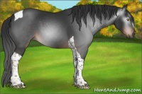 Horse Color:Gray Liver Chestnut Tobiano