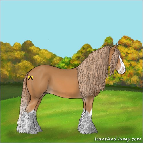 Horse Color:Chestnut Splash 