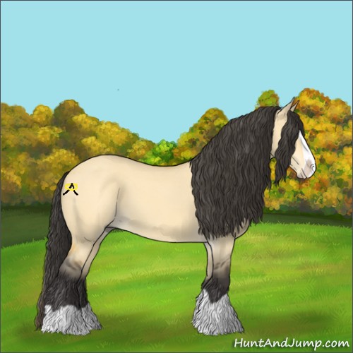 Horse Color:Buckskin Dun Splash 