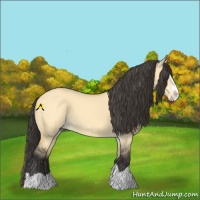 Horse Color:Buckskin Dun Splash 