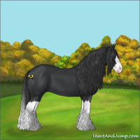 Horse Color:Black Splash 