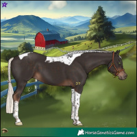 Horse Color:Liver Chestnut Mushroom Tobiano