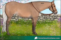 Horse Color:Silver Brown Dun 
