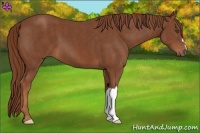 Horse Color:Chestnut  Brindle