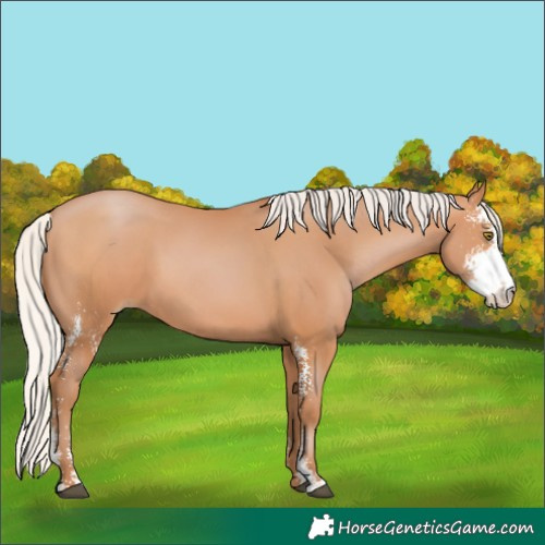Horse Color:Silver Brown Pearl Sabino