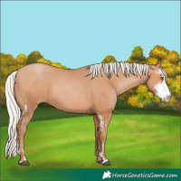 Horse Color:Silver Brown Pearl Sabino 