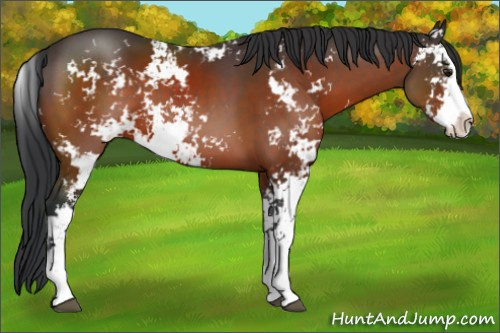 Horse Color:Brown Sabino