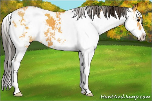 Horse Color:Buckskin Sabino 