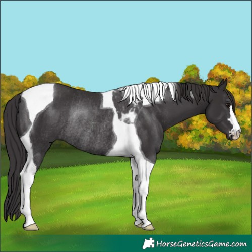 Horse Color:Smoky Black Tobiano Rabicano 