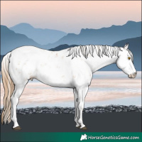 Horse Color:Bay Pearl Sabino Rabicano 