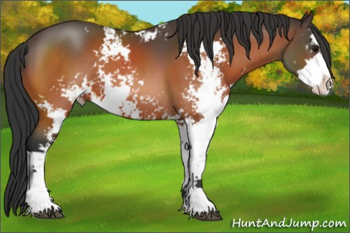 Horse Color:Bay Sabino 