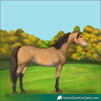 Horse Color:Buckskin 