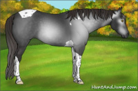 Horse Color:Gray Liver Chestnut Tobiano