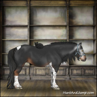 Horse Color:Gray Liver Chestnut Tobiano 
