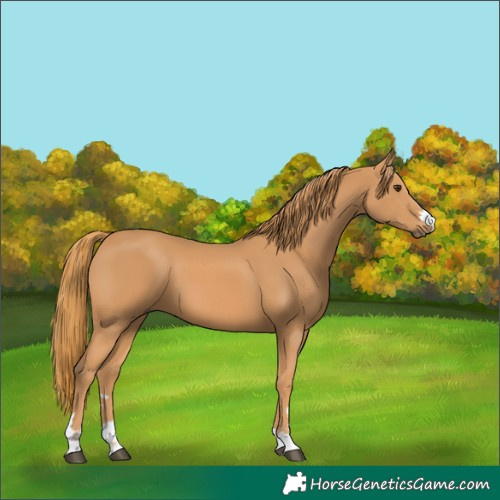 Horse Color:Chestnut 
