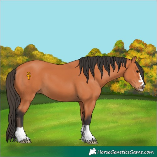 Horse Color:Bay 