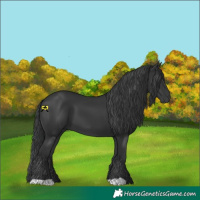 Horse Color:Black 