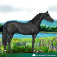 Horse Color:Black Rabicano 