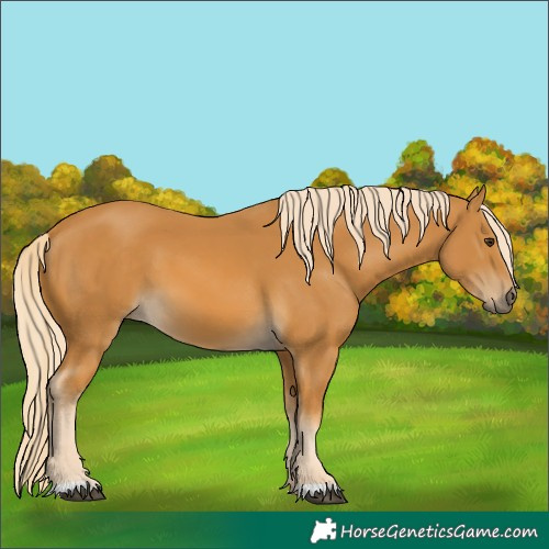 Horse Color:Palomino 