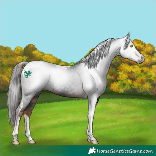 Horse Color:Gray Liver Chestnut Tobiano