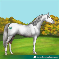 Horse Color:Gray Liver Chestnut Tobiano