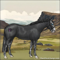 Horse Color:Blue Roan Sabino Splash  and Blue Roan Sabino Splash 