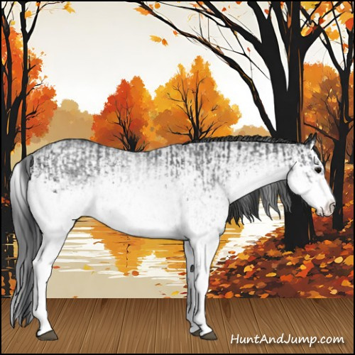 Horse Color:White Spotted Blue Roan Rabicano and White Spotted Blue Roan Splash Rabicano