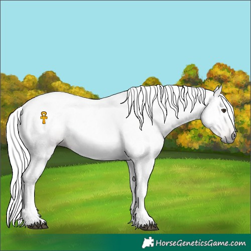Horse Color:Gray Chestnut 