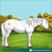 Horse Color:Gray Chestnut 