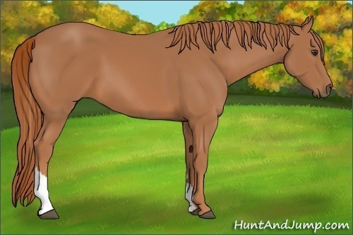 Horse Color:Chestnut Tobiano 