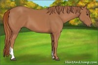 Horse Color:Chestnut Tobiano