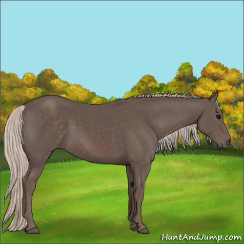 Horse Color:Silver Black
