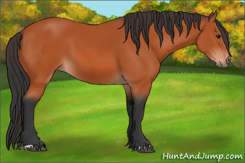 Horse Color:Bay 