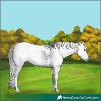 Horse Color:Gray Liver Chestnut Tobiano 