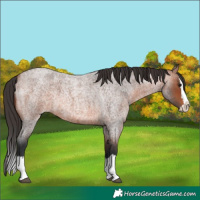 Horse Color:Bay Roan Splash 
