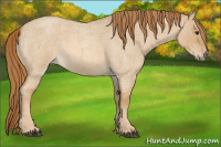 Horse Color:Red Dun Roan 