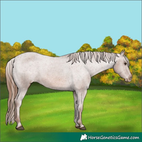 Horse Color:Chestnut Appaloosa 