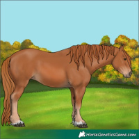 Horse Color:Chestnut 