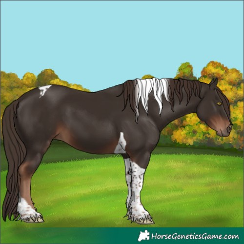 Horse Color:Liver Chestnut Tobiano 