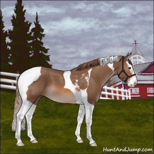 Horse Color:Chestnut Splash Tobiano 