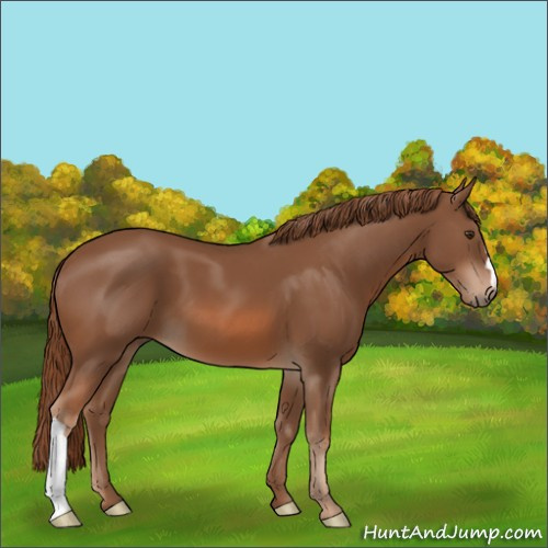 Horse Color:Chestnut 