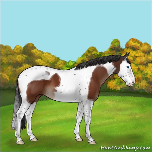 Horse Color:Brown Splash Tobiano 