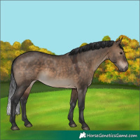 Horse Color:Brown Dun 