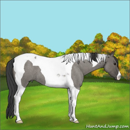 Horse Color:Grullo Roan Tobiano