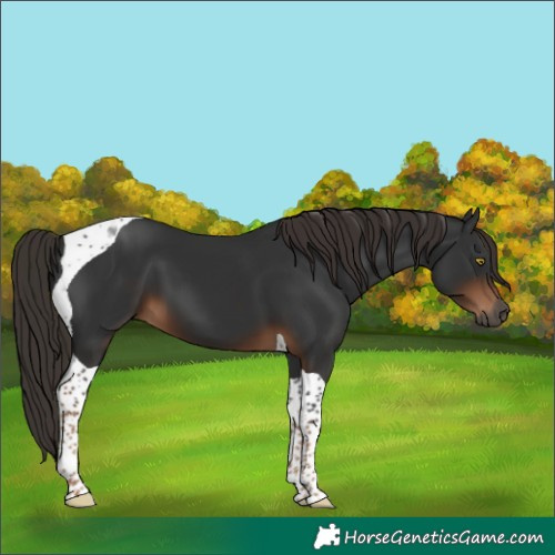 Horse Color:Gray Liver Chestnut Tobiano
