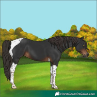 Horse Color:Gray Liver Chestnut Tobiano