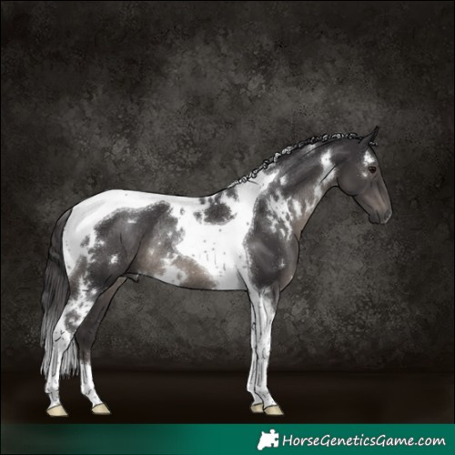 Horse Color:White Spotted Smoky Black Tobiano Rabicano 