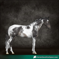 Horse Color:White Spotted Smoky Black Tobiano Rabicano 